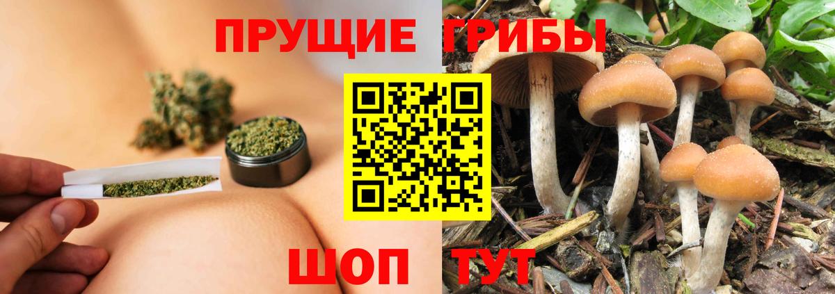 Псилоцибиновые грибы Psilocybine cubensis  Вход с VPN  купить  сайты  Ахтубинск 